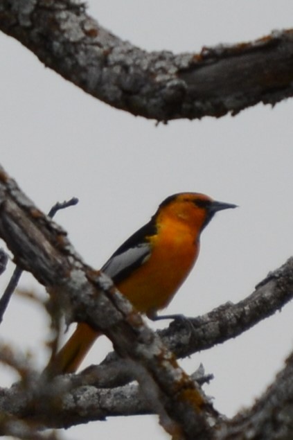 Oriole de Bullock - ML634703122
