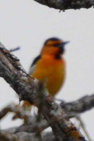 Oriole de Bullock - ML634703124