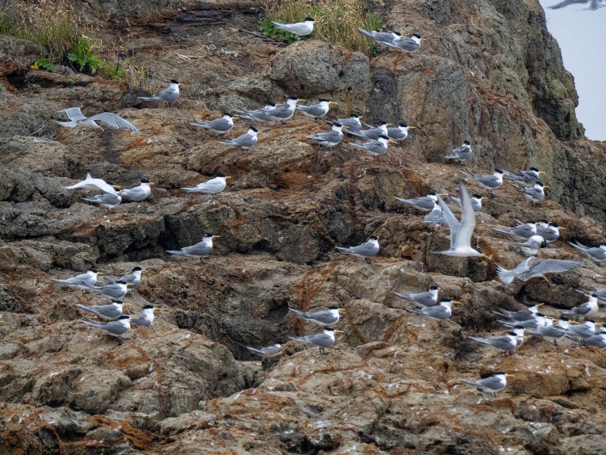 Chinese Crested Tern - ML634703158