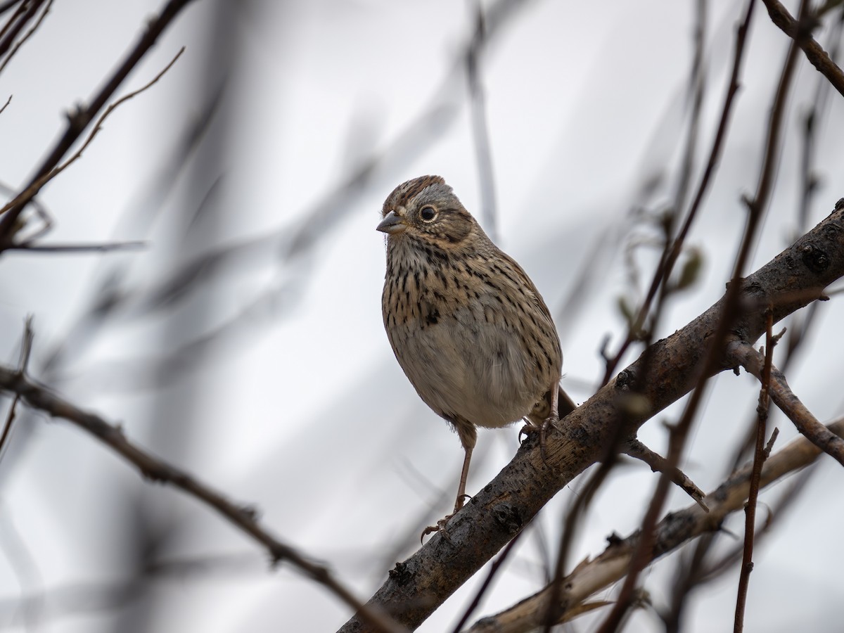 Lincoln's Sparrow - ML634703244