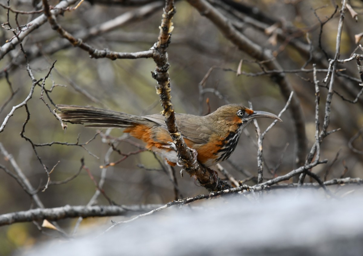Black-streaked Scimitar-Babbler - ML634703385