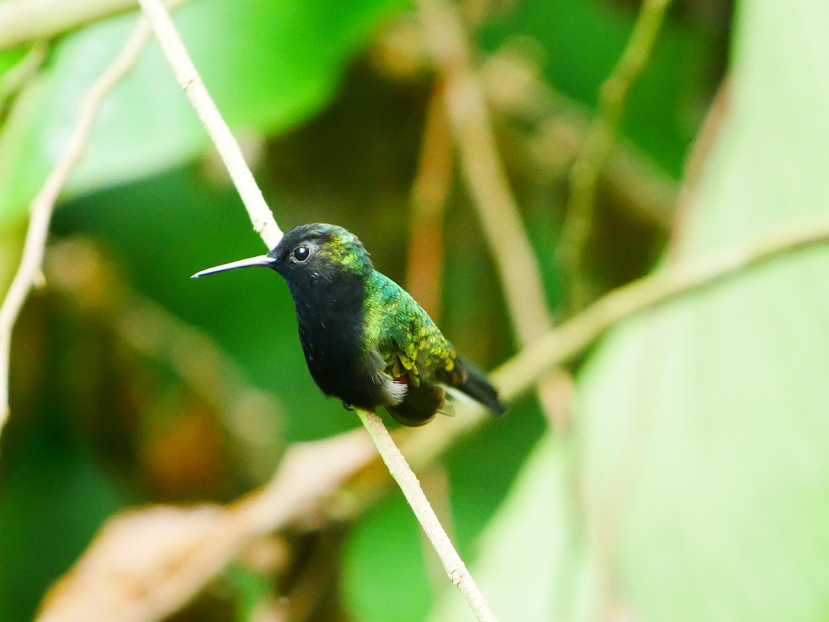 Black-bellied Hummingbird - ML634703518