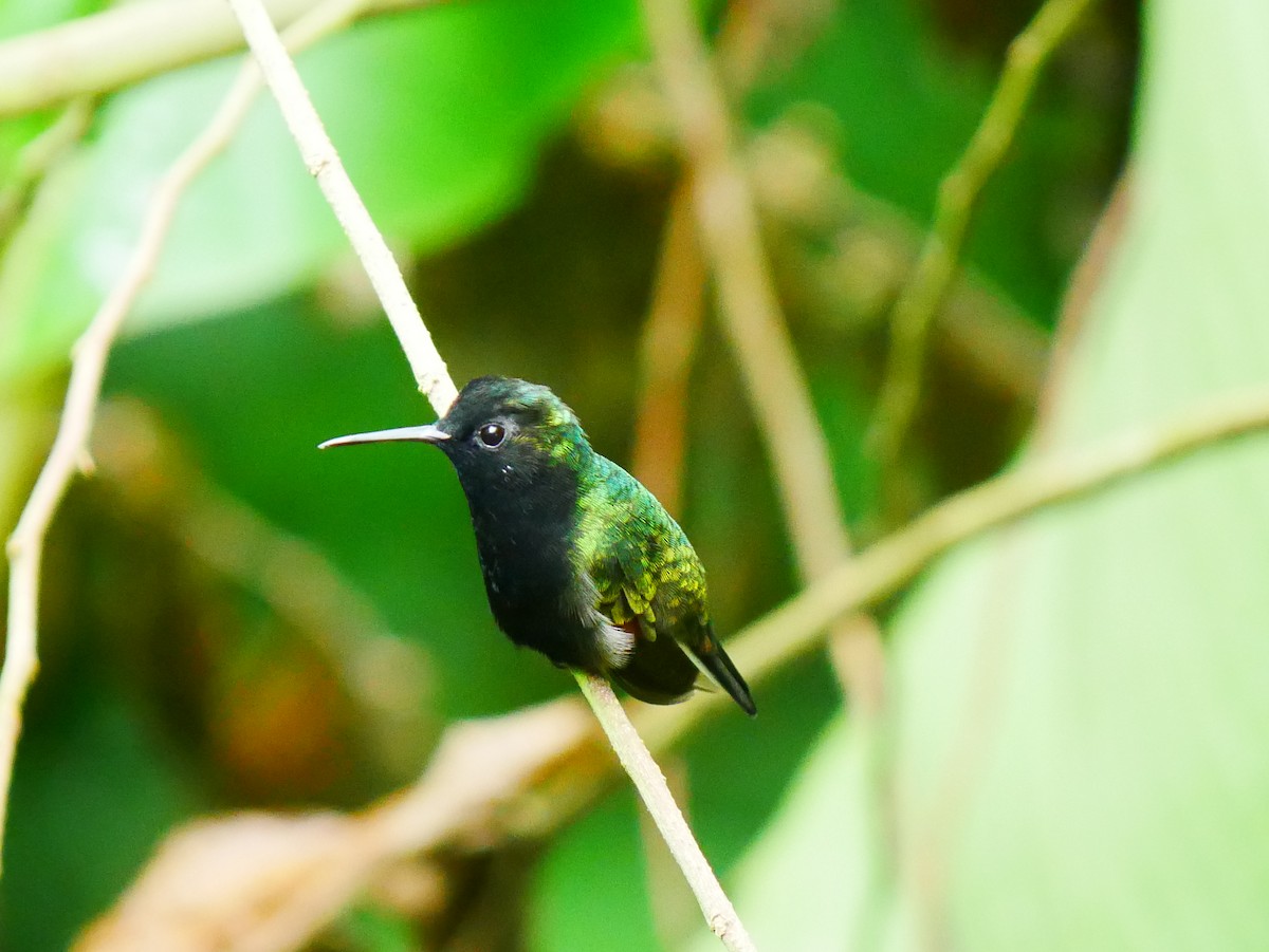 Black-bellied Hummingbird - ML634703519