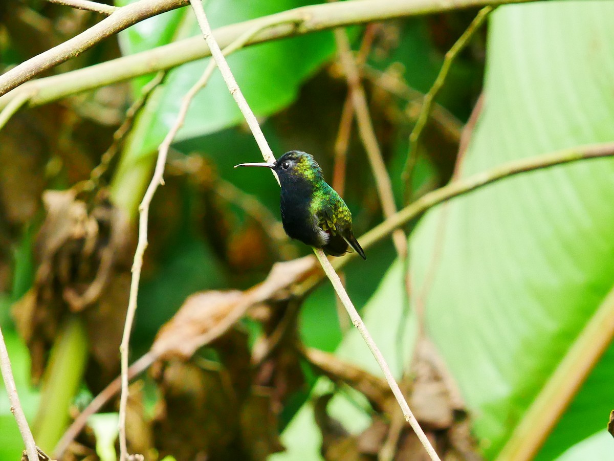 Black-bellied Hummingbird - ML634703520
