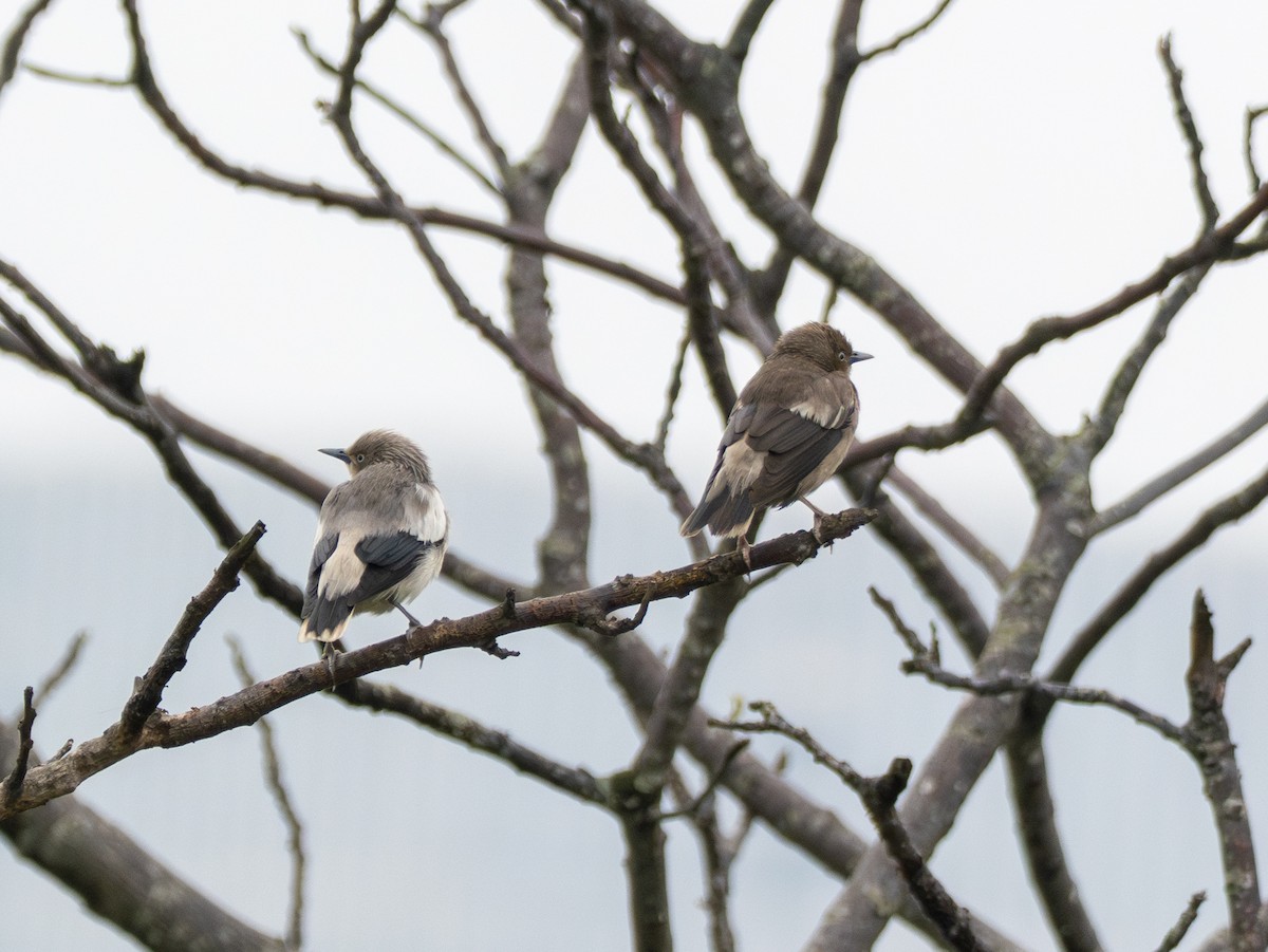 White-shouldered Starling - ML634703531