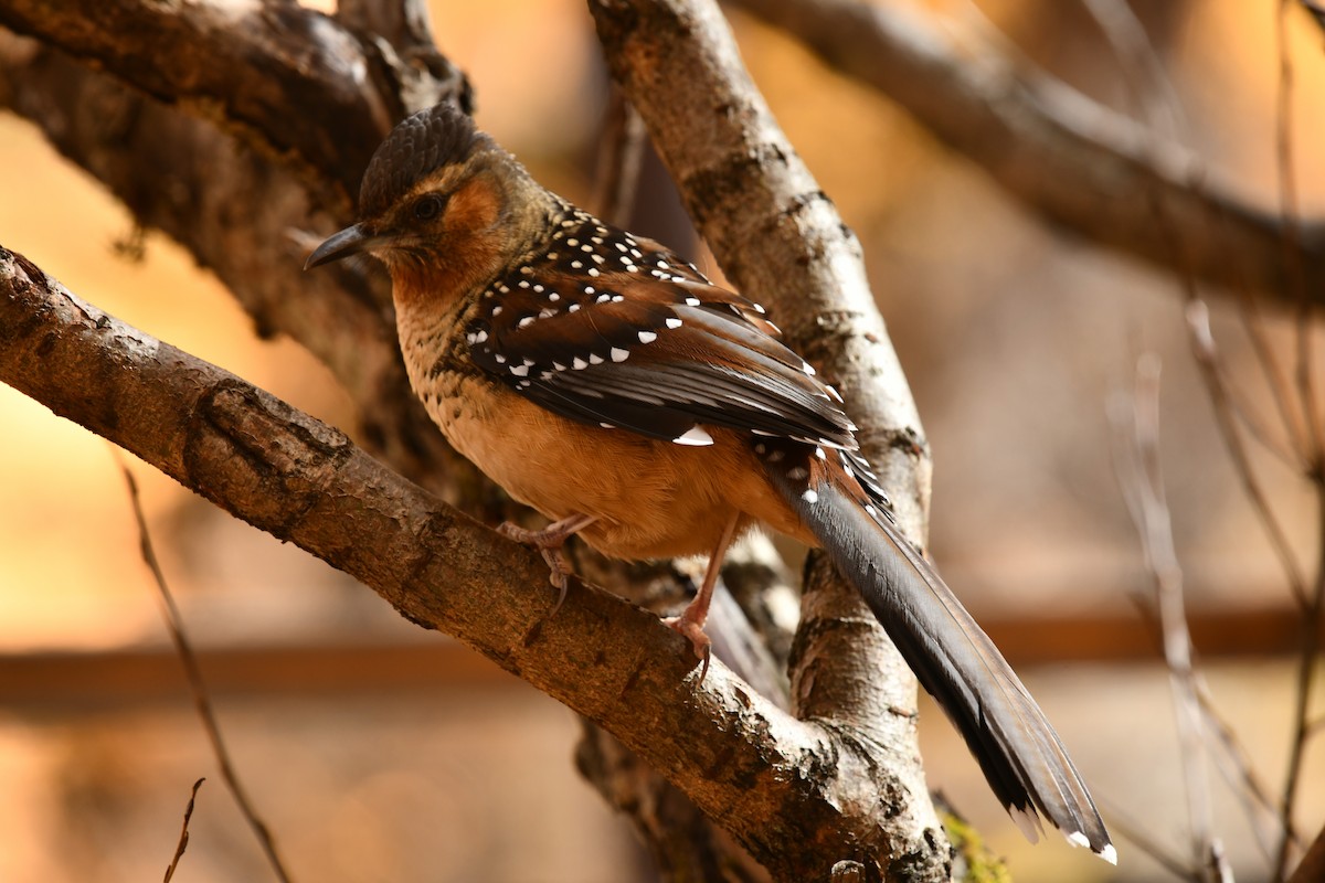オオシロボシガビチョウ - ML634703554