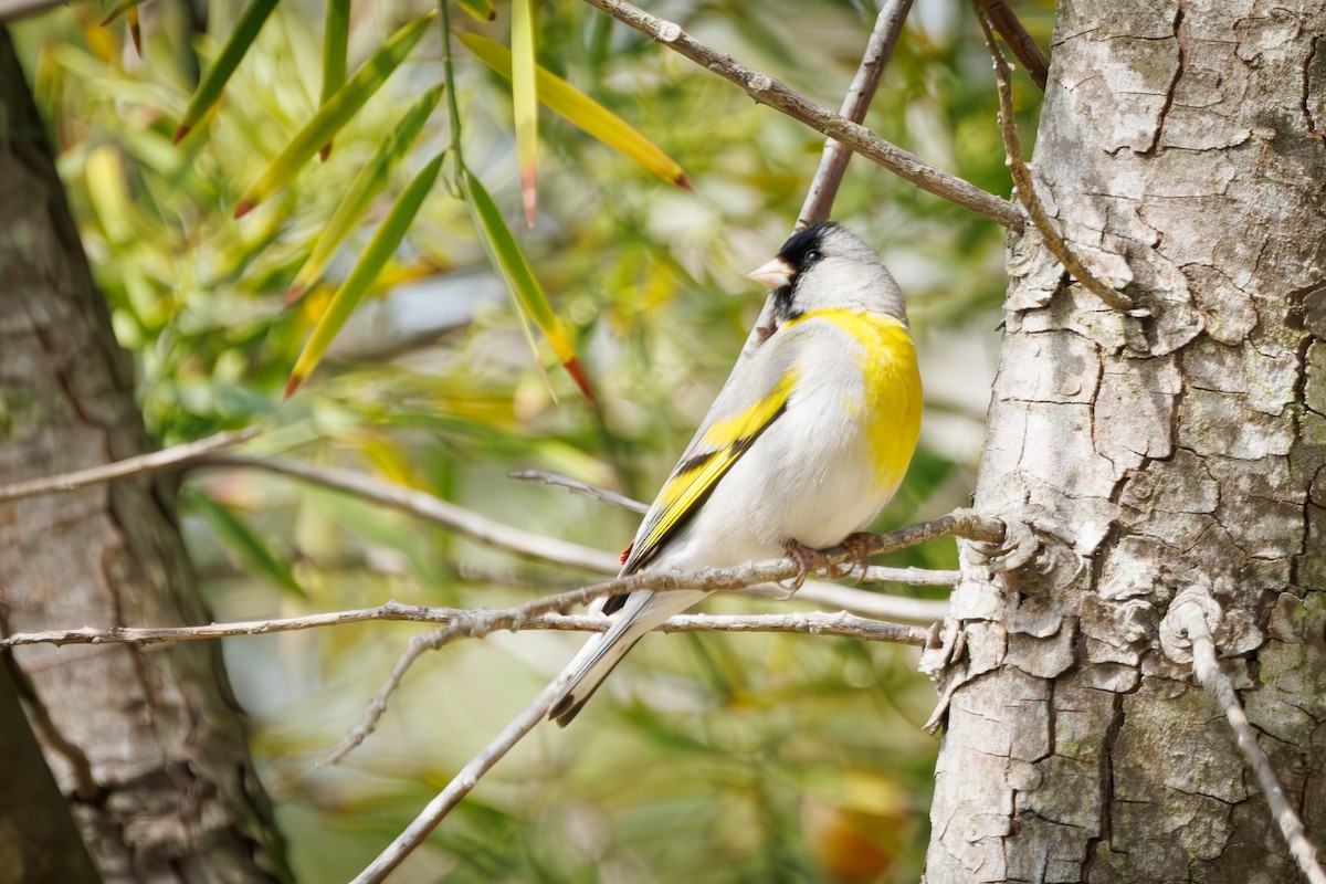 Lawrence's Goldfinch - ML634703618
