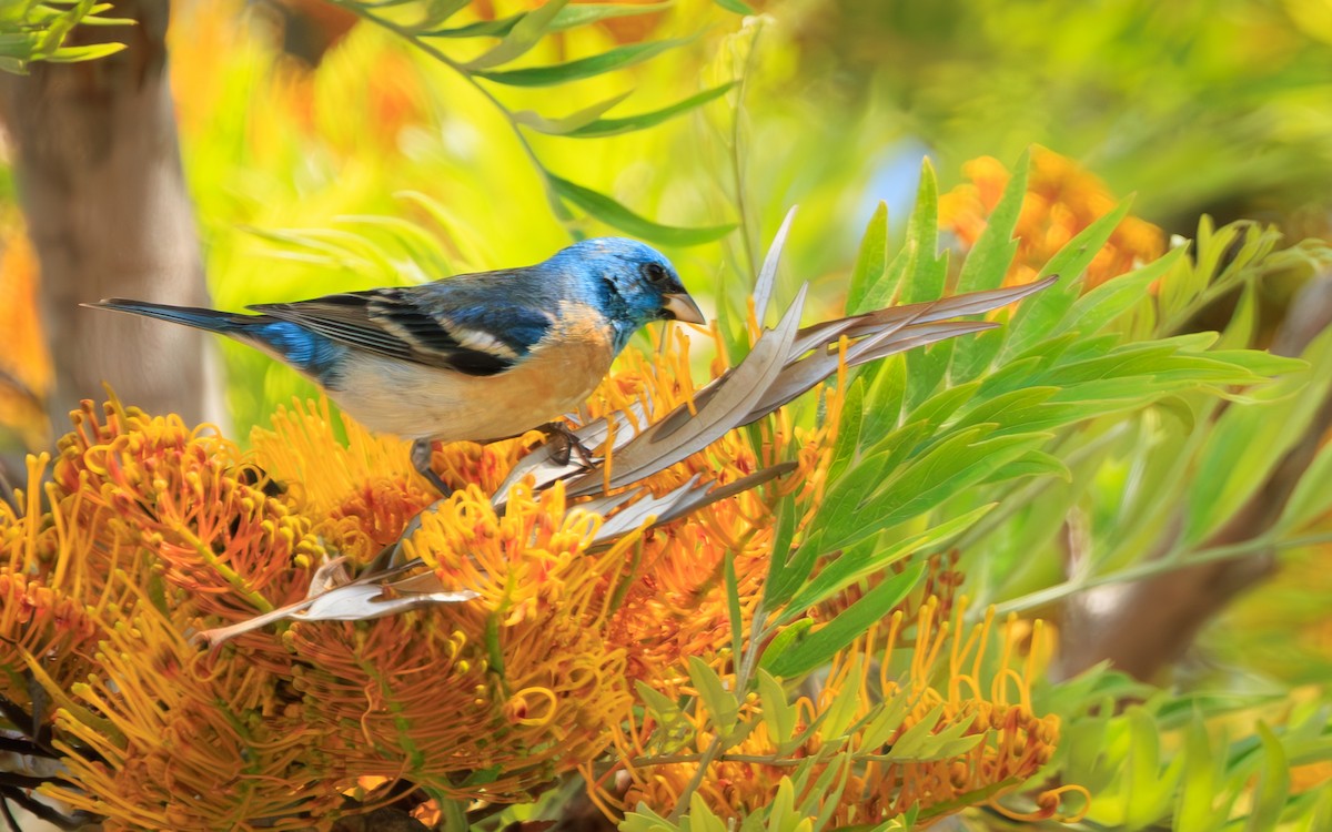 Lazuli Bunting - ML634703629
