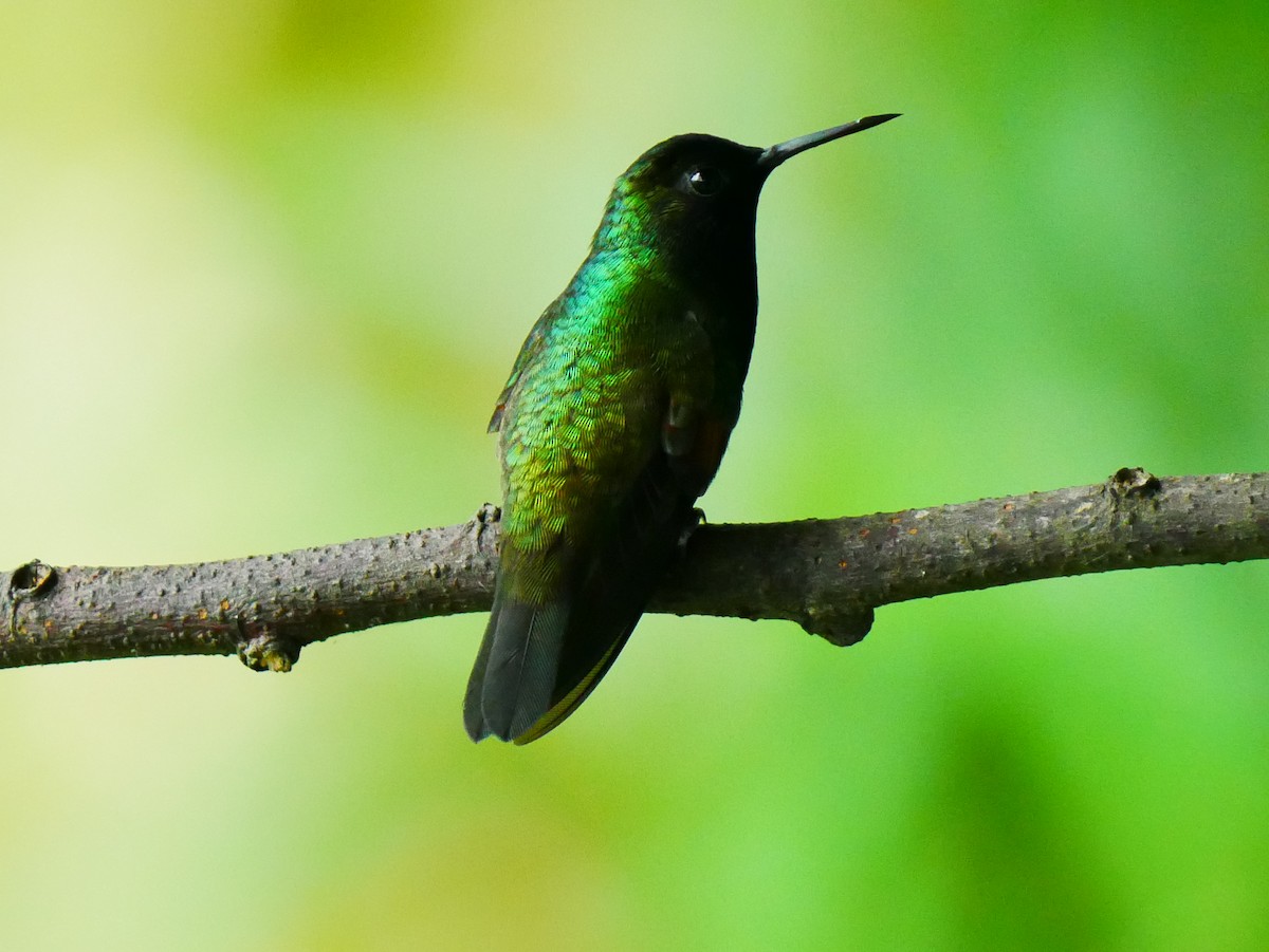 Black-bellied Hummingbird - ML634703659