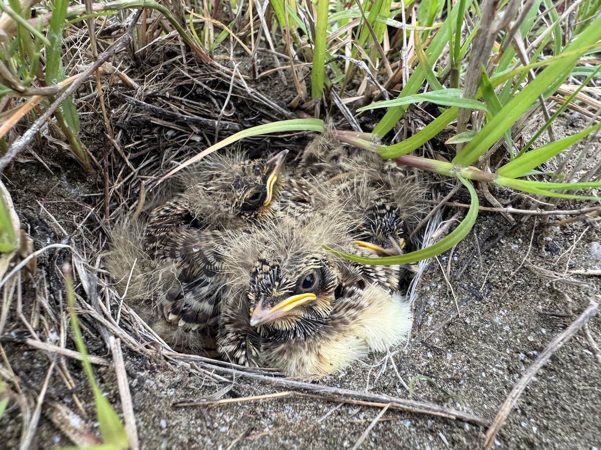 Oriental Skylark - ML634703671
