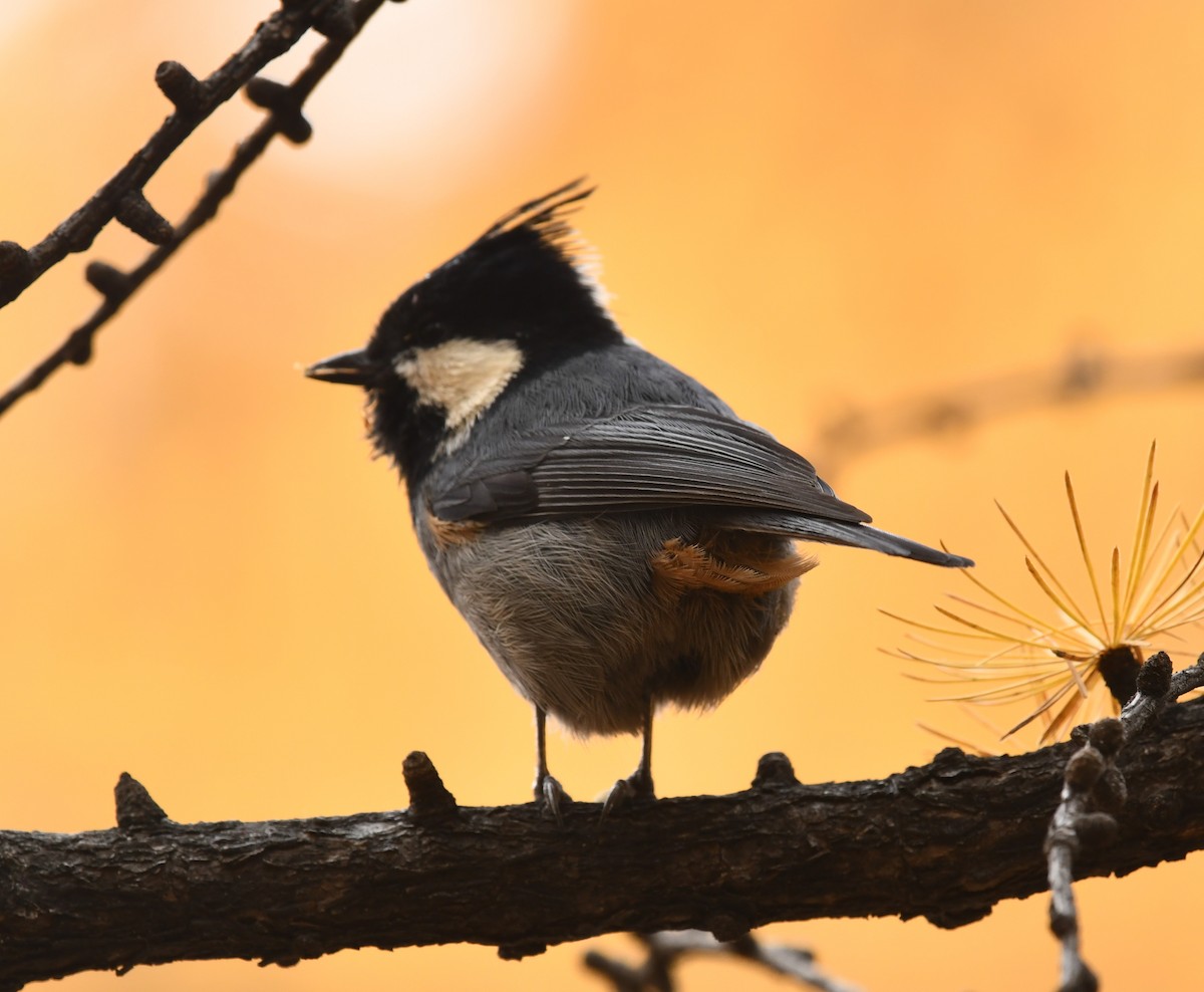 カンムリシジュウガラ - ML634703678