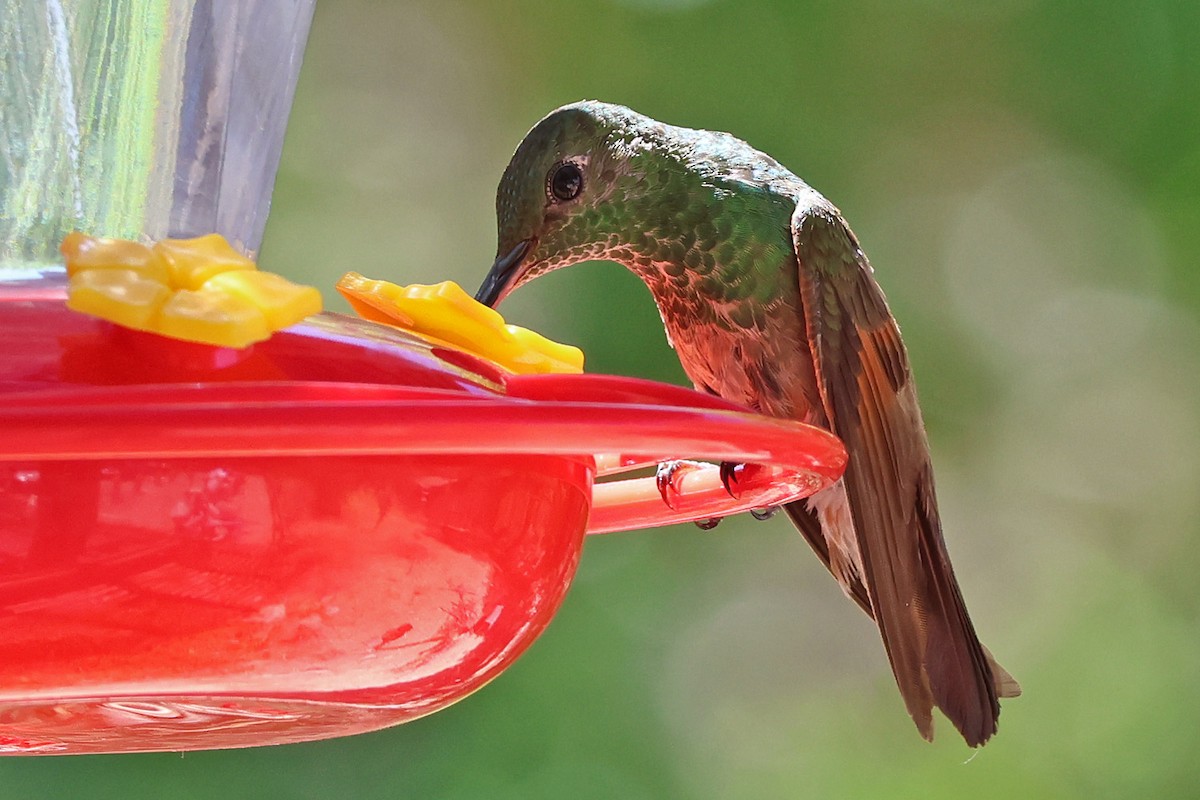 Berylline Hummingbird - ML634703811