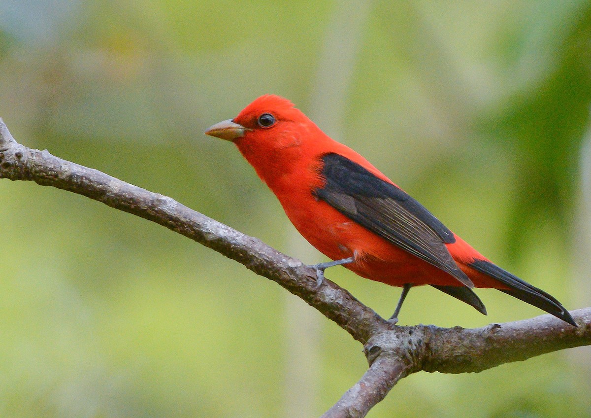 Scarlet Tanager - ML634703858