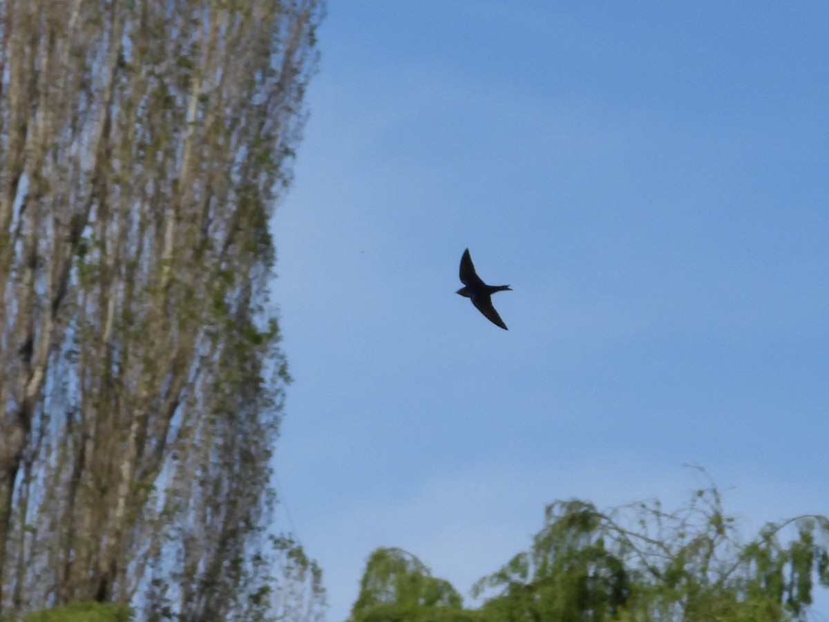 Southern Martin - ML634703886