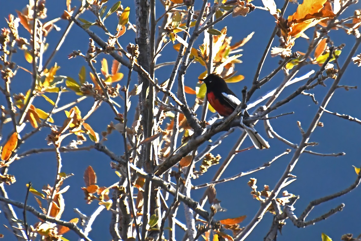 Painted Redstart - ML634703899