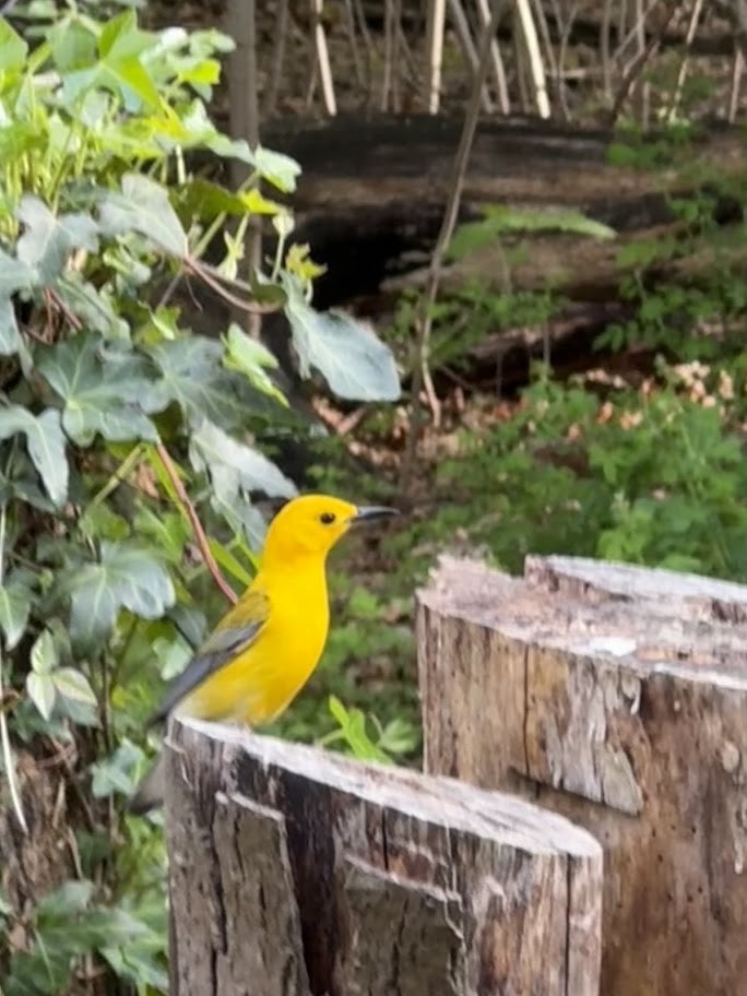Prothonotary Warbler - ML634704000