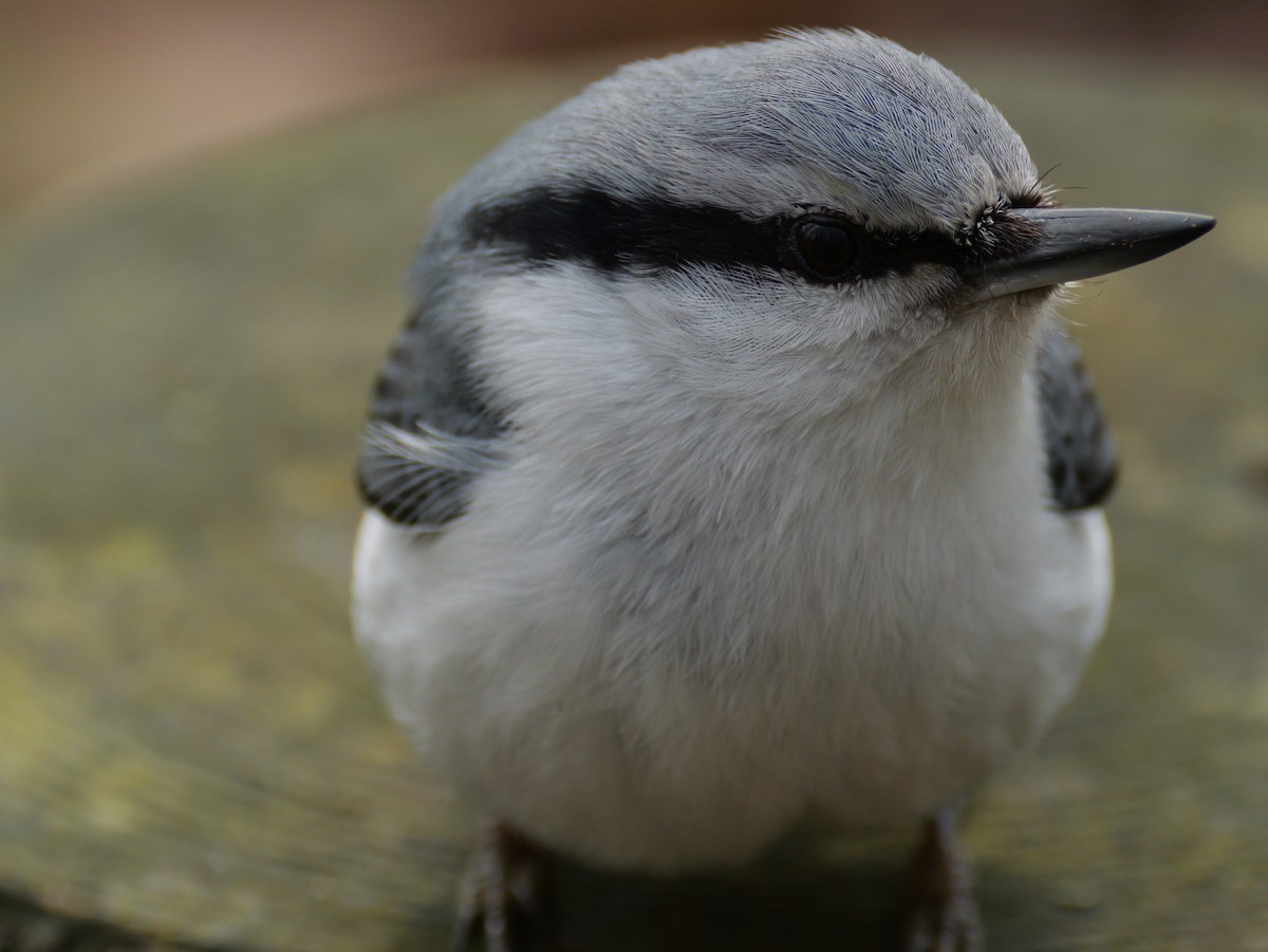 Garrapo eurasiarra - ML634704042