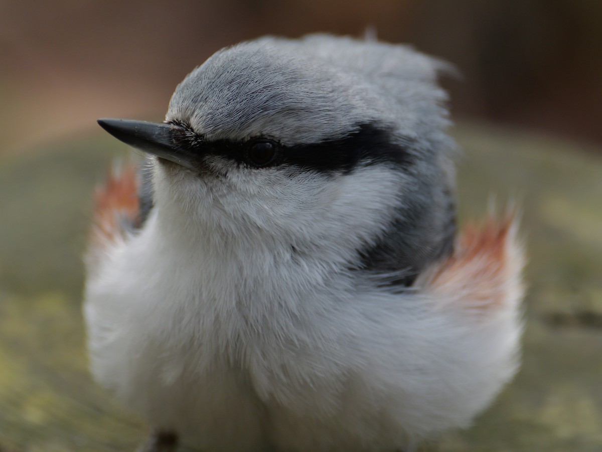 Garrapo eurasiarra - ML634704043