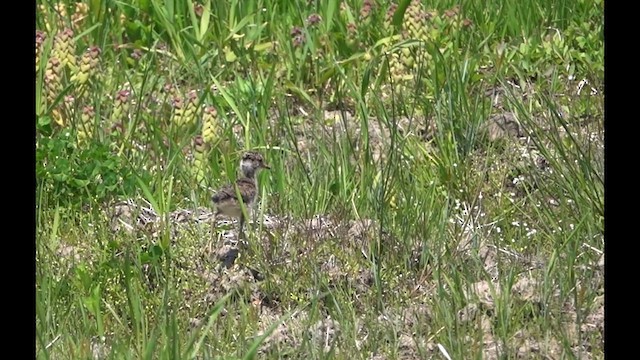 Gray-headed Lapwing - ML634704261