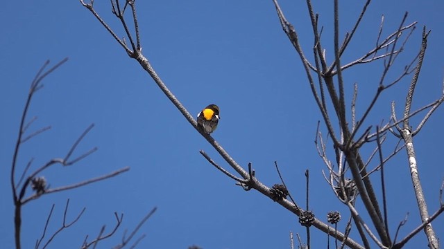 Narcissus Flycatcher - ML634704295