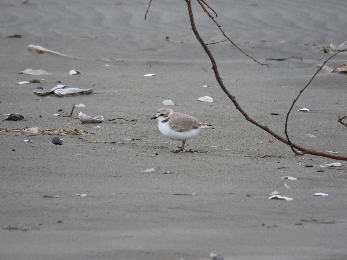 kulík západní - ML634704298