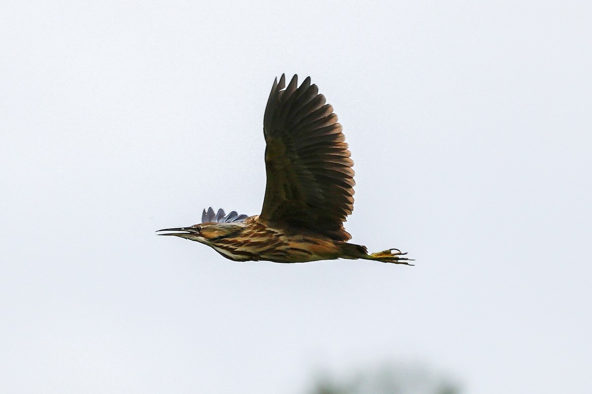 American Bittern - ML634704309
