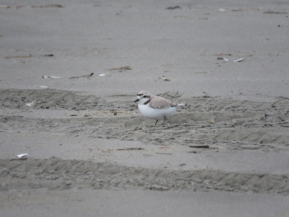 kulík západní - ML634704323