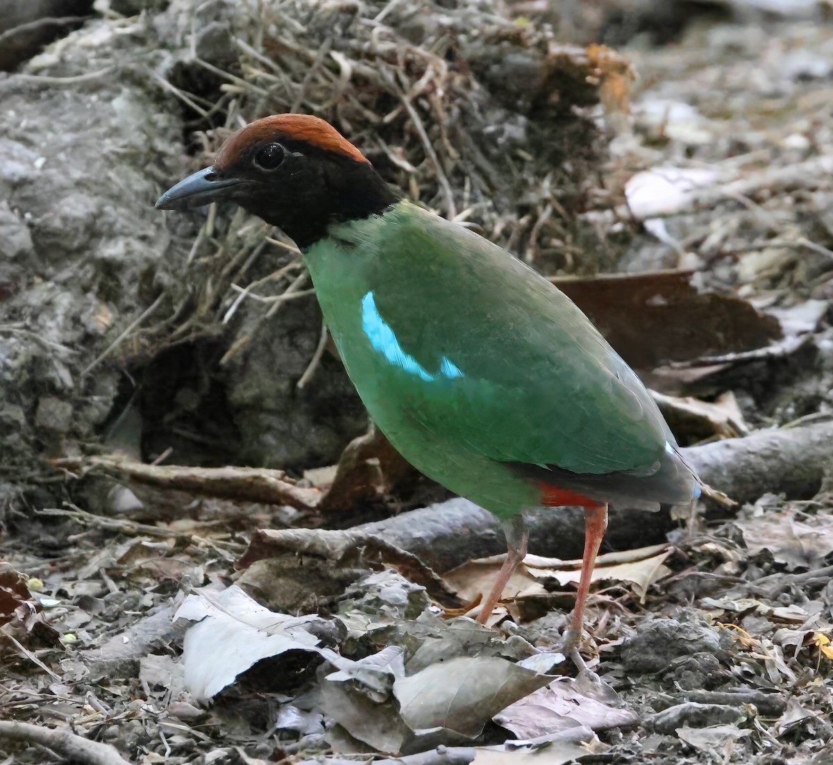 Western Hooded Pitta - ML634704434