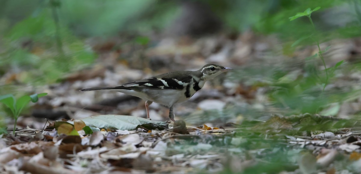 Forest Wagtail - ML634704436