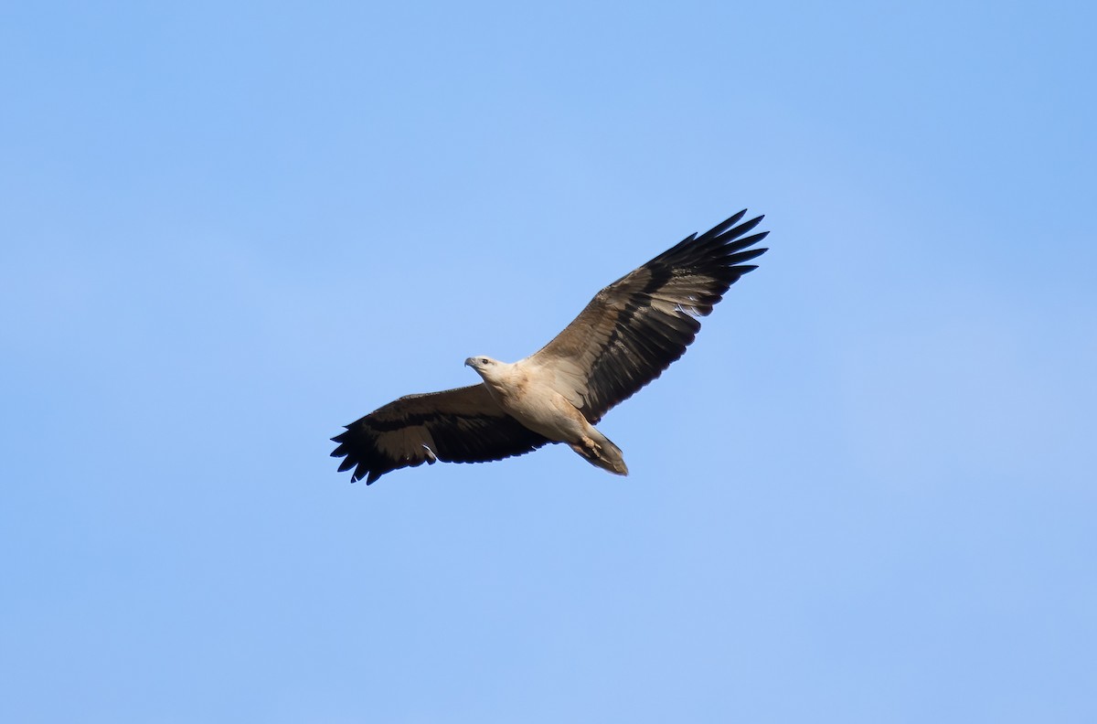 White-bellied Sea-Eagle - ML634704445