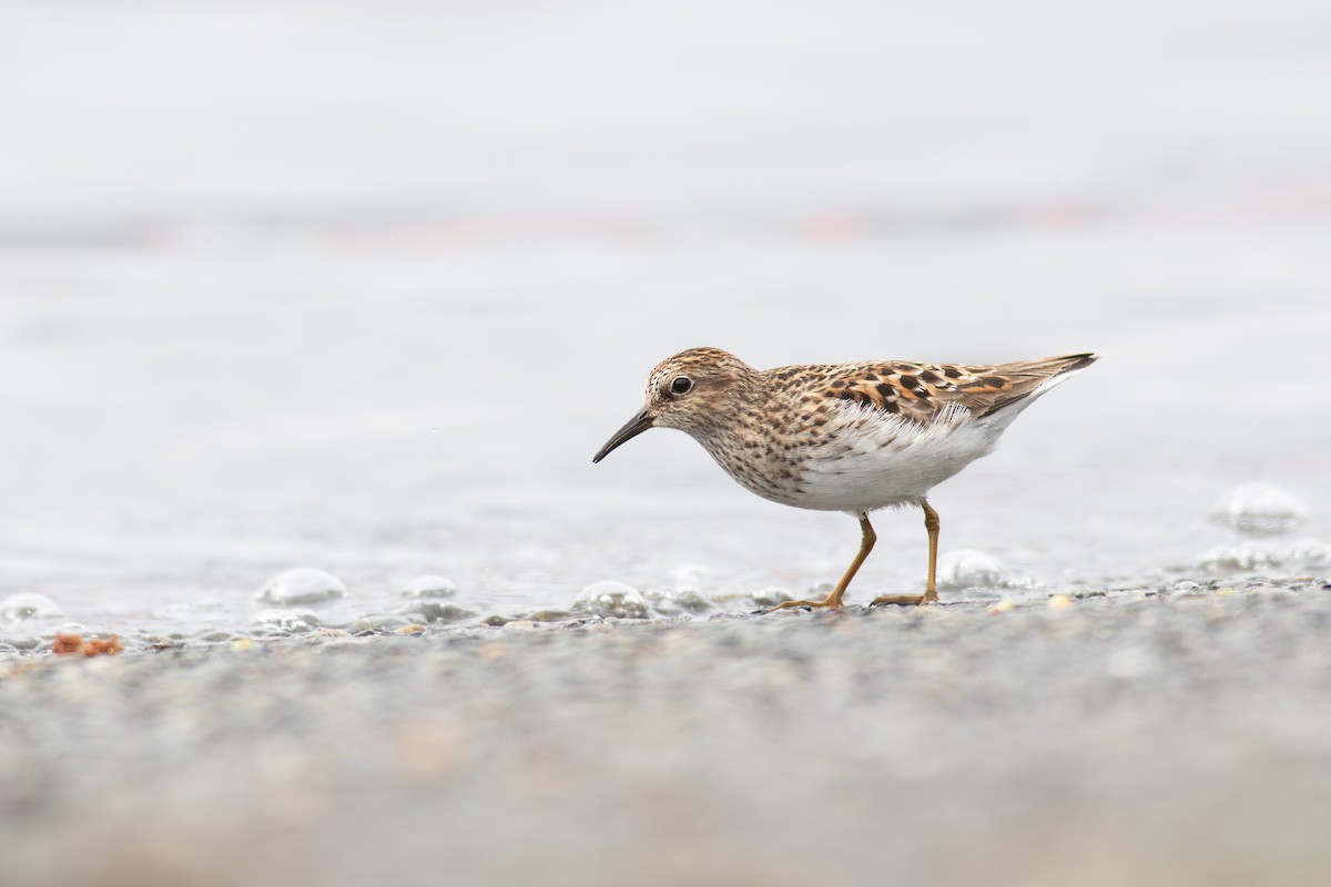 Least Sandpiper - ML634704455