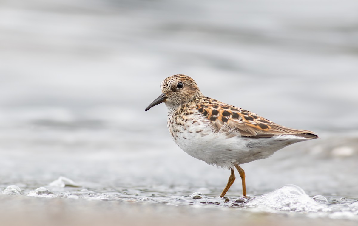Least Sandpiper - ML634704456