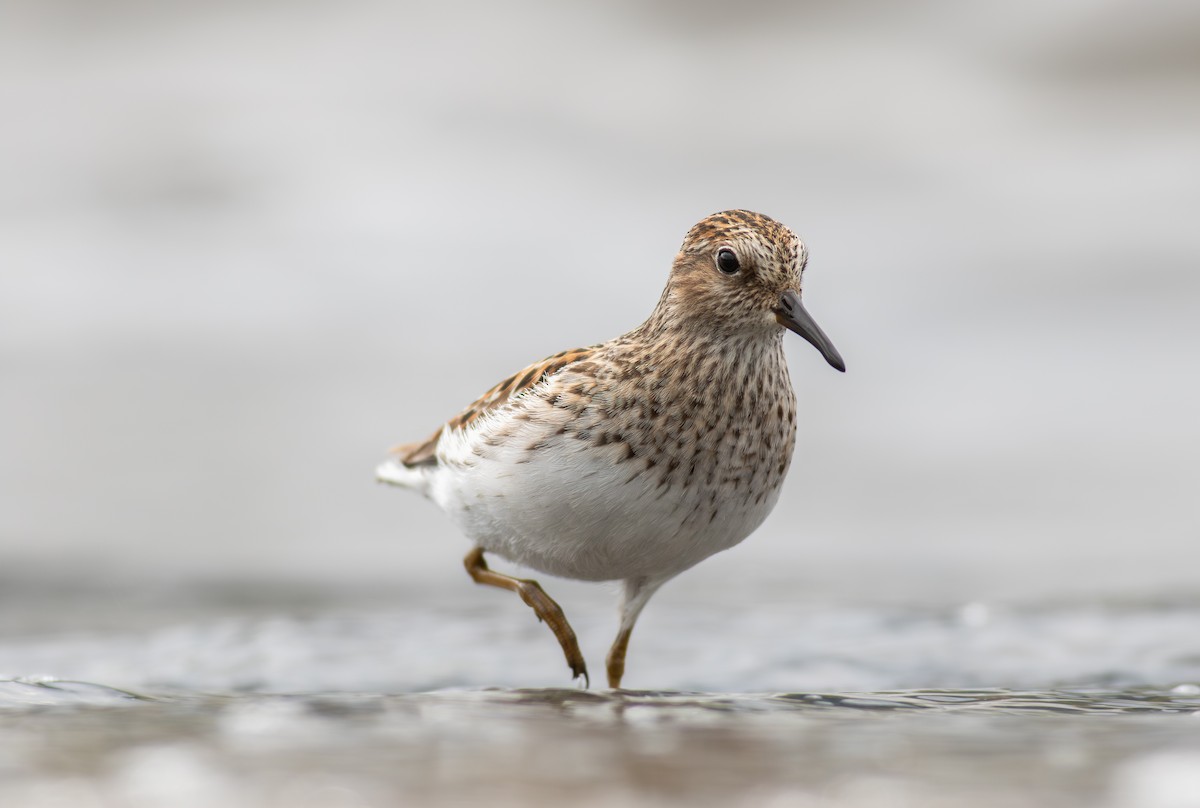 Least Sandpiper - ML634704457
