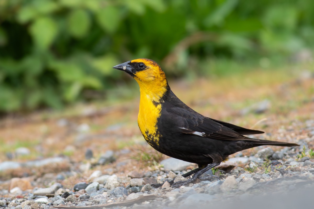 Yellow-headed Blackbird - ML634704483