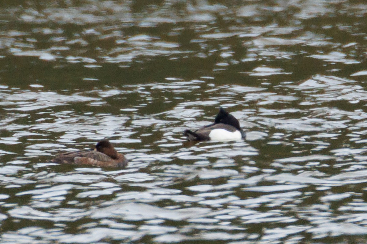 Tufted Duck - ML634704484