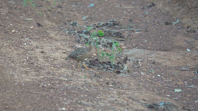 White-throated Francolin - ML634704494