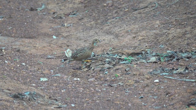 White-throated Francolin - ML634704495