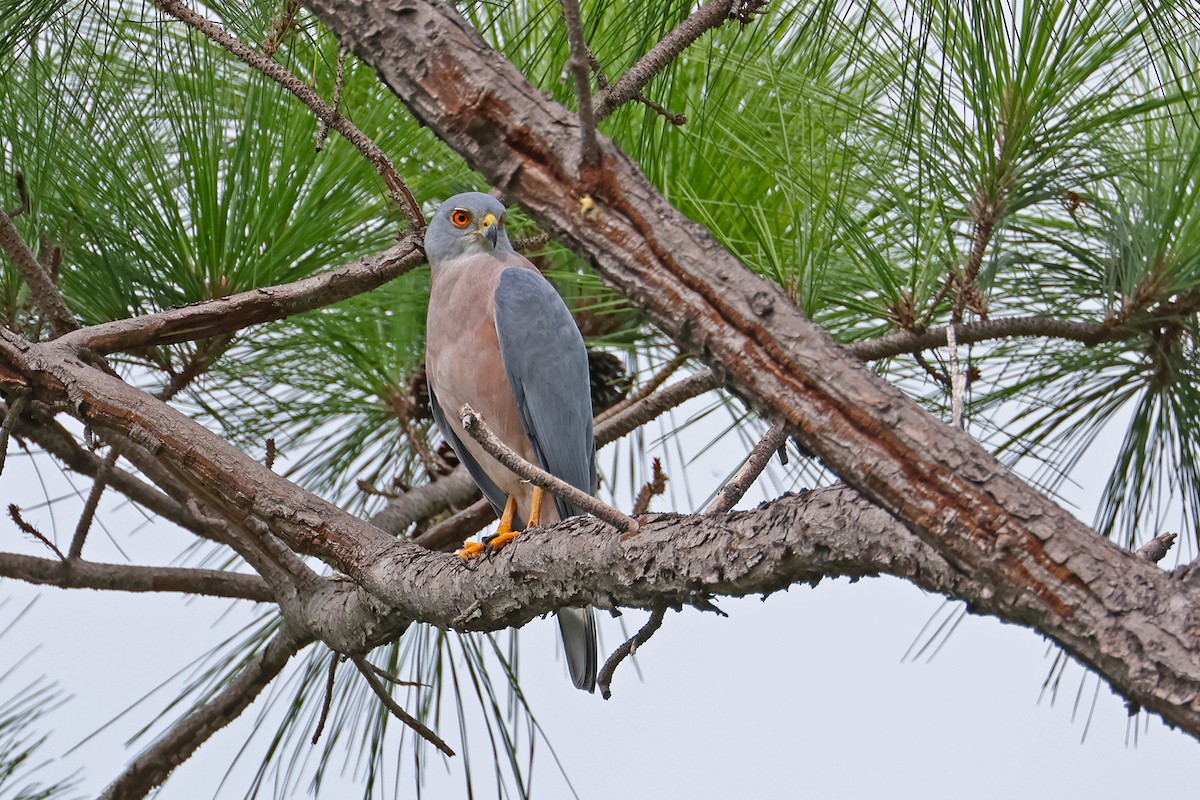 Fiji Goshawk - ML634704513