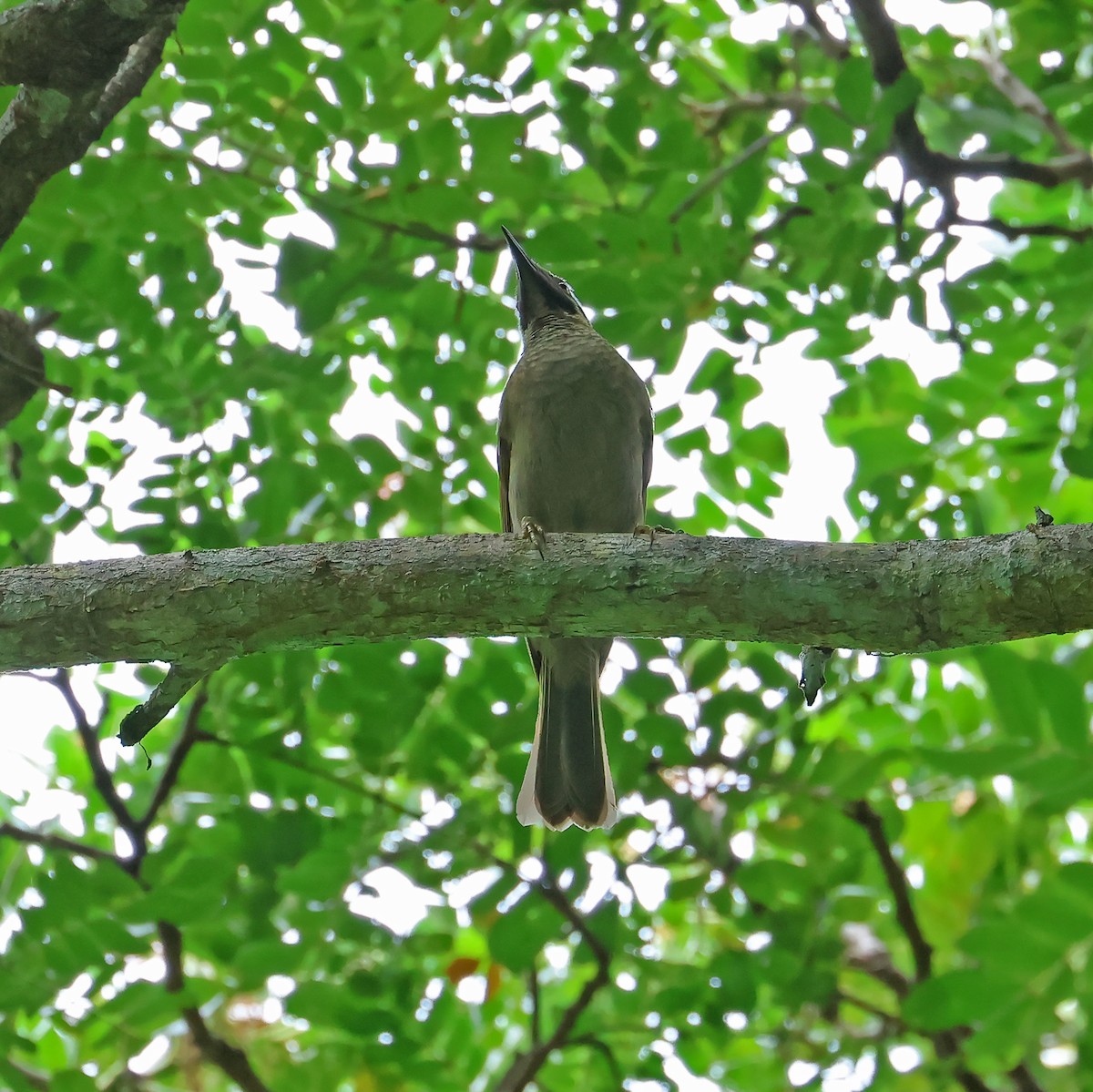 Western Wattled-Honeyeater - ML634704564