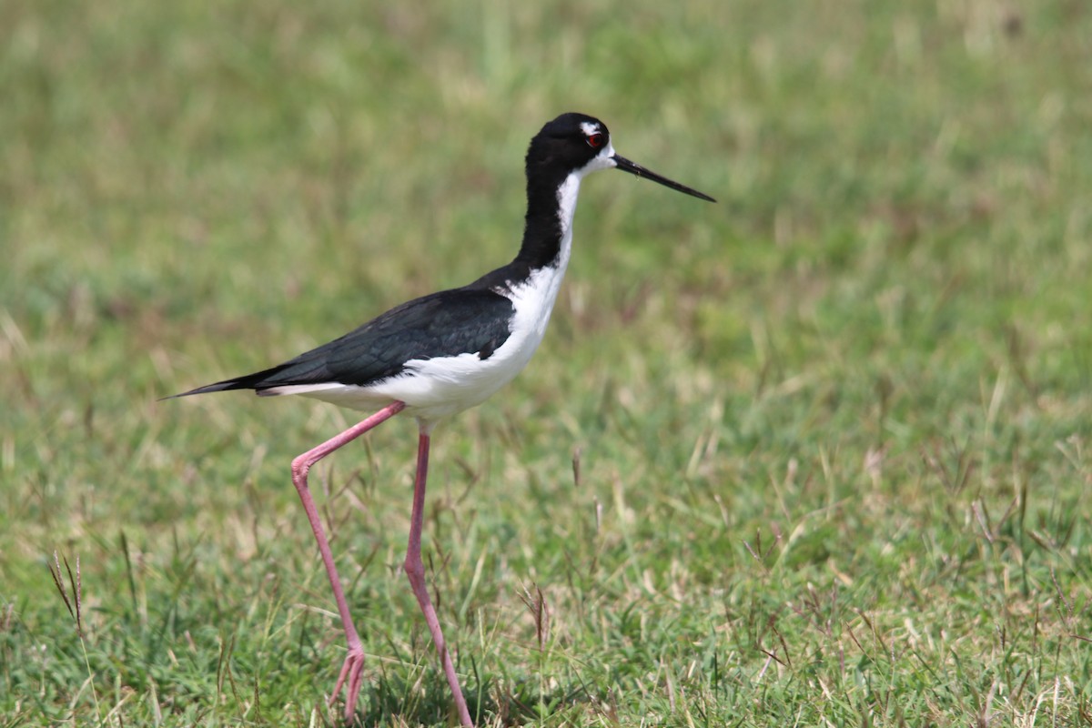 Black-necked Stilt - ML634704569