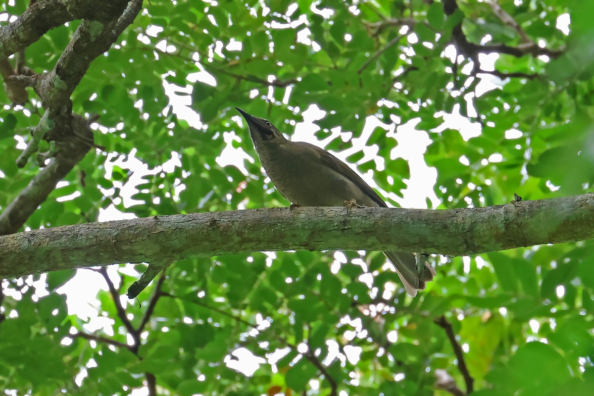 Western Wattled-Honeyeater - ML634704573