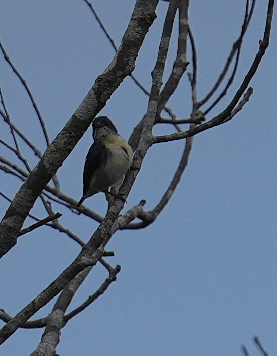 Cambodian Flowerpecker - ML634704590