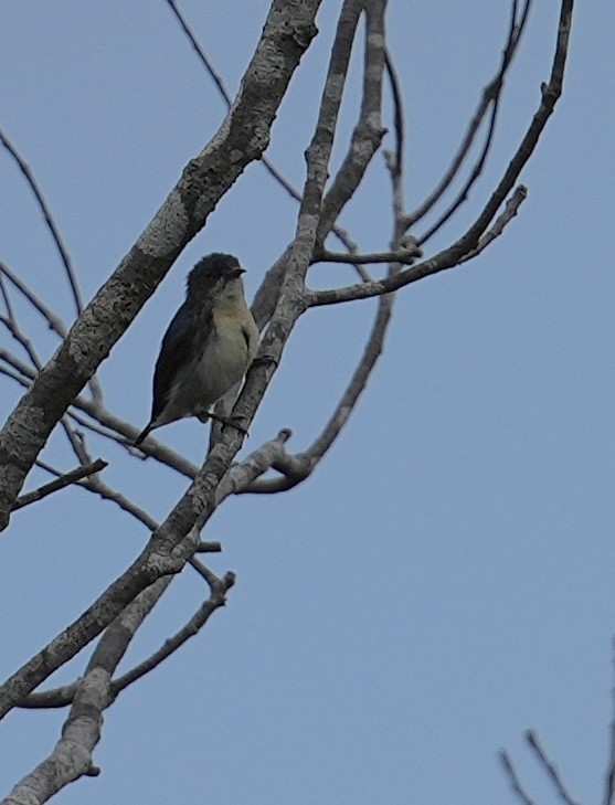 Cambodian Flowerpecker - ML634704591