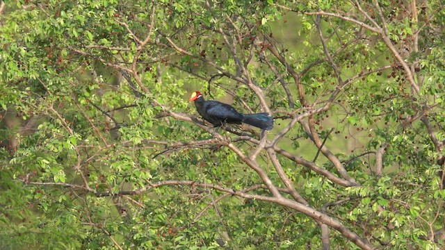 Violet Turaco - ML634704634