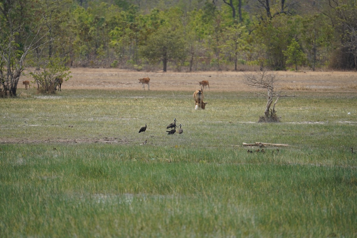 White-shouldered Ibis - ML634704696