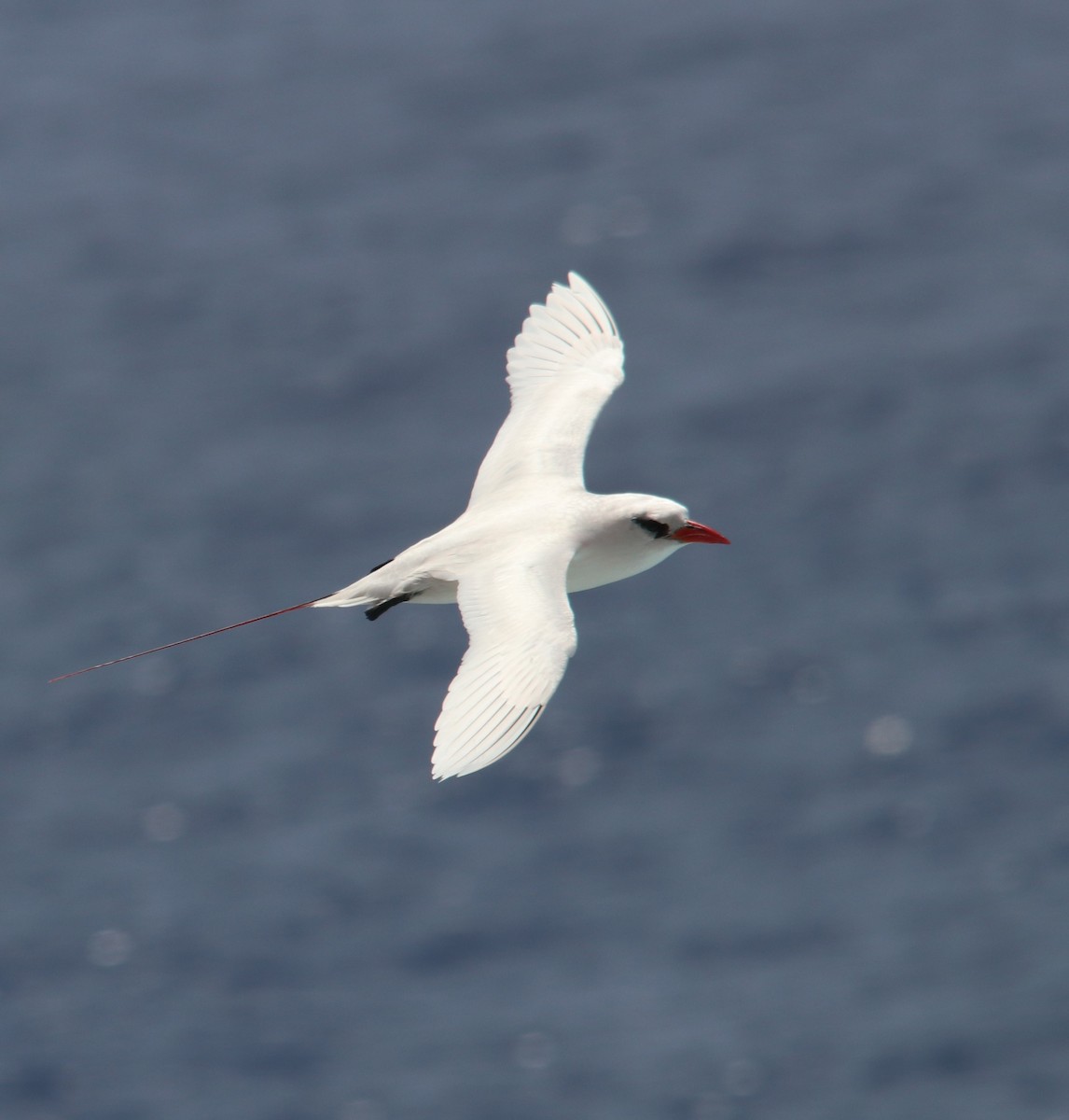 Red-tailed Tropicbird - ML634704754