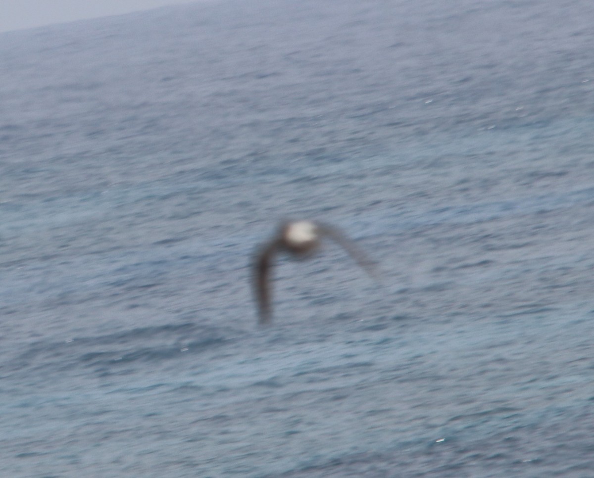 Laysan Albatross - ML634704828