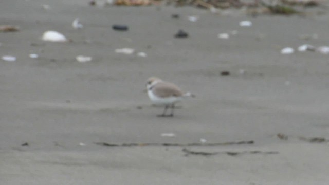 Snowy Plover - ML634704832