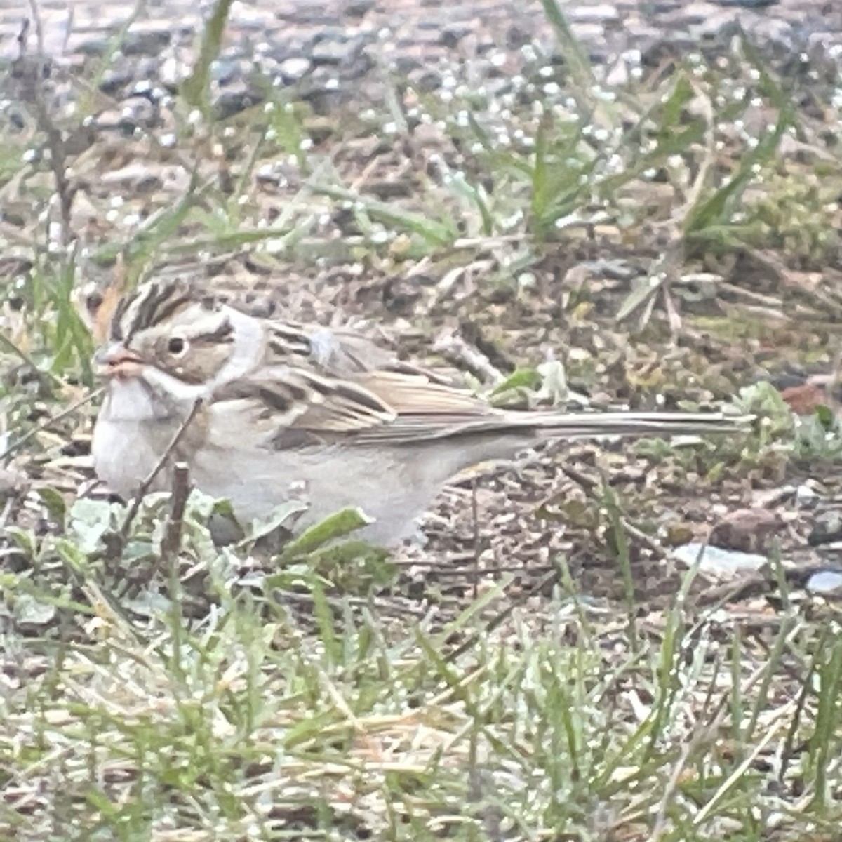 Clay-colored Sparrow - ML634704880