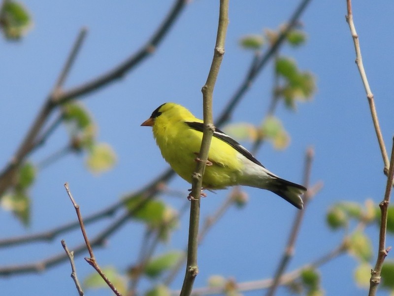 gulstillits - ML634704922